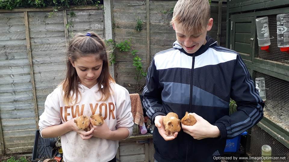 Porridge and Rice on the Whitton High street with a petting zoo to raise money to support schools in the Nairobi slums