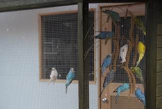 Budgies