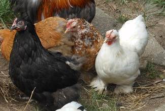Chickens