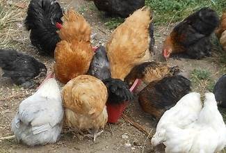 Chickens