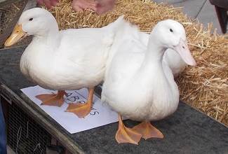 Ducks