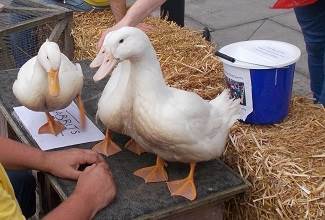 Ducks