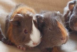 Guinea pigs make wonderful pets for all ages being cute, friendly, and affectionate