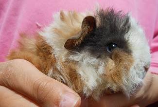 Guinea Pigs
