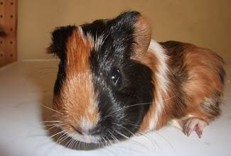 Guinea Pigs