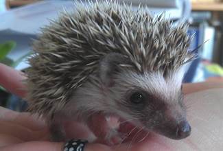 my daughter Tessa holds a young African Pygmy Hedgehog that I bred