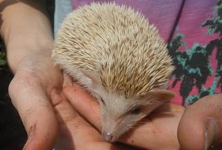 Hedgehogs
