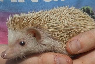 Hedgehogs