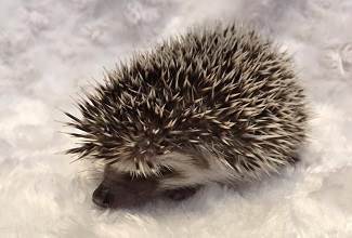 Hedgehogs