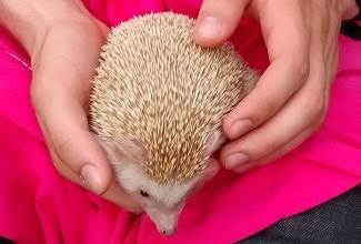 Hedgehogs