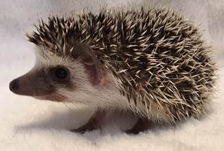 Hedgehogs