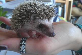 Hedgehogs