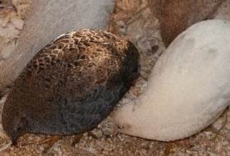 Chinese Painted Quails