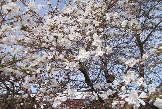 arden_magnolia