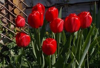tulips