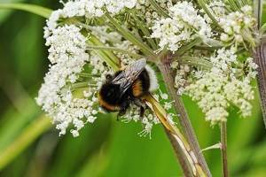Competition for nesting sites could explain why some birds and bumblebees 
          are declining faster than others