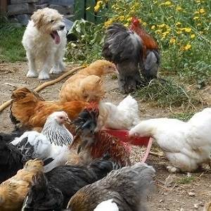 Numpty, the Jack Russell, in the garden on a summer day with a flock of Pekin Bantam Chickens